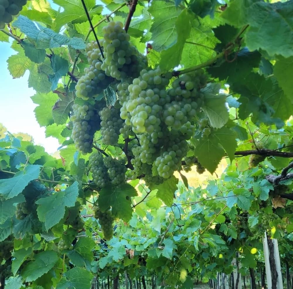 Green grapes Txakoli