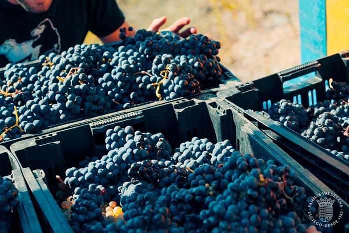 Harvested grapes for carbonic maceration winemaking