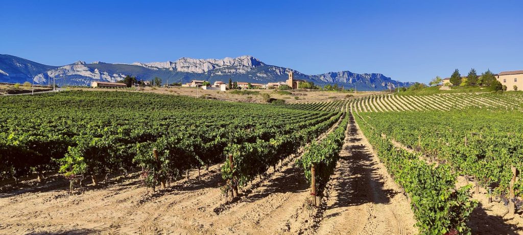 Sierrra Cantabria winery Vineyard view